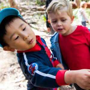  Ku-ring-gai Wildflower Garden Nippers in Nature